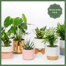 Load image into Gallery viewer, Plant Subscription - 6 Months

