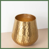 Go For Gold Snake Plant