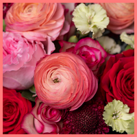 The My Sweet Valentine bouquet includes mixed stems of roses, solomio, ranunculus, scabiosa, and eucalyptus. Please note that as flowers are a live product, colors and varieties may slightly vary from the photos shown to provide you with the freshest and most beautiful bouquet.